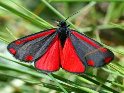 Tyria jacobaeae