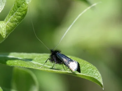 Adela reaumurella