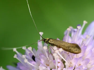 Nemophora metallica