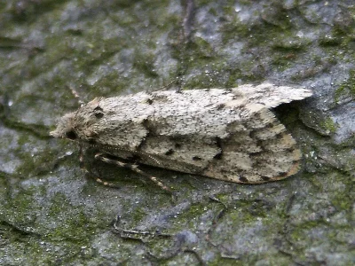 Diurnea fagella