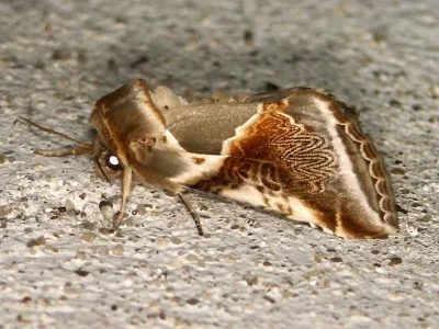 Habrosyne pyritoides