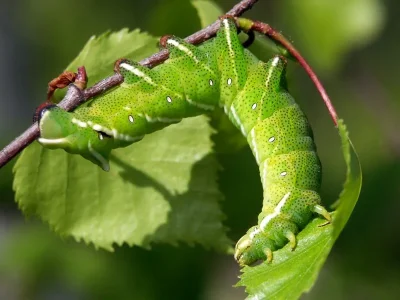 Endromis versicolora