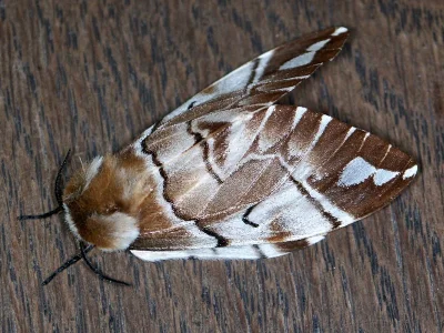 Endromis versicolora