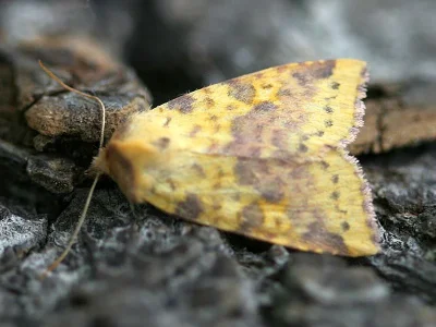 Xanthia (Cirrhia) icteritia