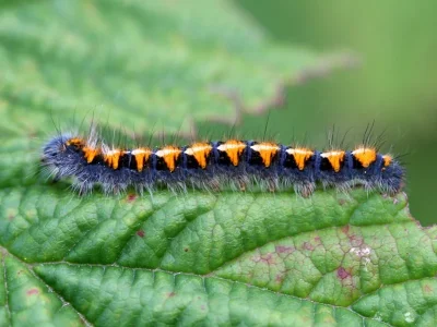 Lasiocampa (Lasiocampa) quercus