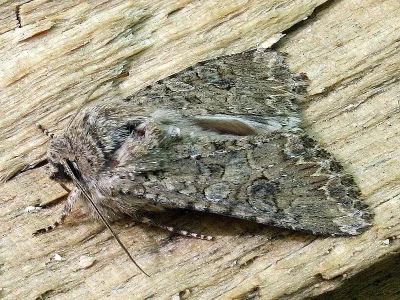 Anarta (Calocestra) trifolii