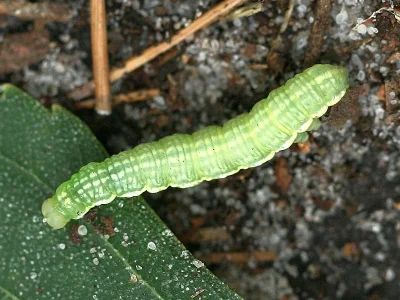 Syngrapha (S.) interrogationis