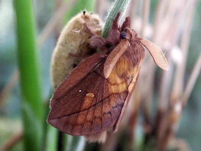 Euthrix potatoria