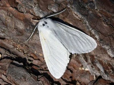 Leucoma salicis