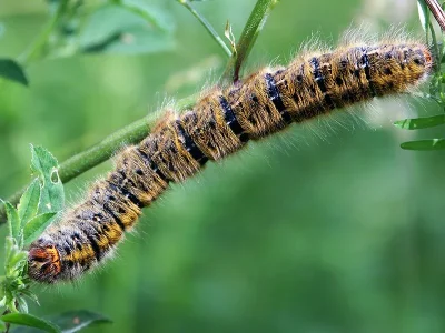 Lasiocampa (Pachygastria) trifolii