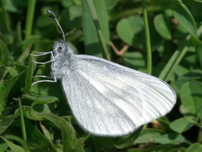 Leptidea sinapis