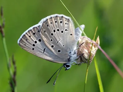 Phengaris teleius