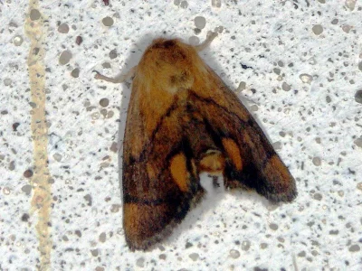 Apoda limacodes