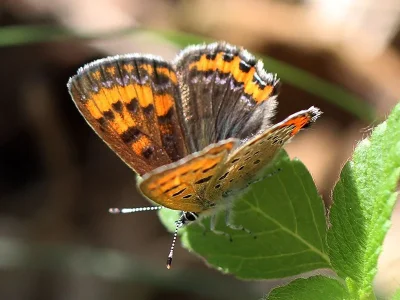 Lycaena (Helleia) helle