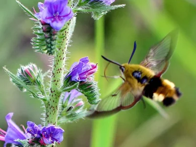 Hemaris (Hemaris) fuciformis