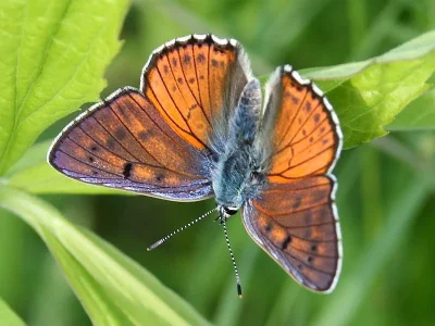 Lycaena (Thersamolycaena) alciphron