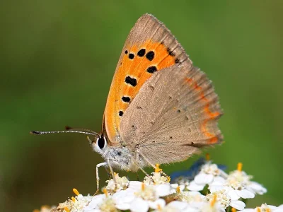 Lycaena (Lycaena) phlaeas