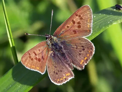 Lycaena (Heodes) tityrus