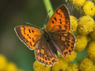 Lycaena (Heodes) virgaureae