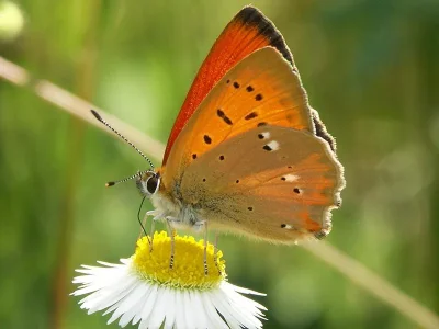 Lycaena (Heodes) virgaureae