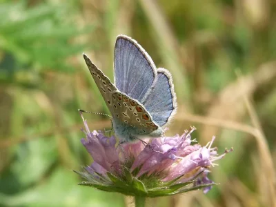 Polyommatus (Polyommatus) icarus