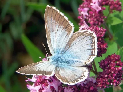 Polyommatus (Lysandra) coridon