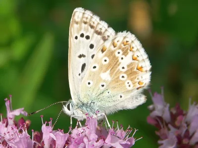Polyommatus (Lysandra) coridon