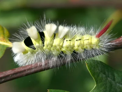 Calliteara pudibunda