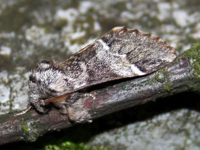 Drymonia dodonaea