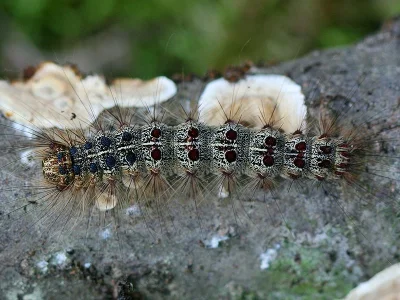 Lymantria (Porthetria) dispar