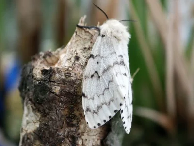 Lymantria (Porthetria) dispar