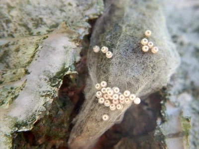 Orgyia (Orgyia) antiqua