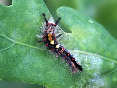 Orgyia (Orgyia) antiqua