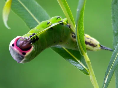 Cerura (Cerura) vinula