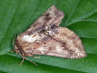 Ptilodon capucina