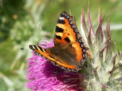 Aglais urticae