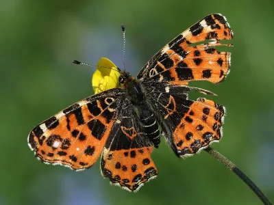 Araschnia levana