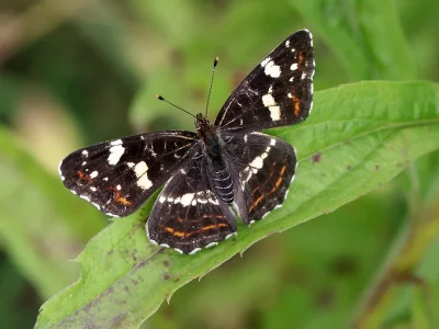 Araschnia levana