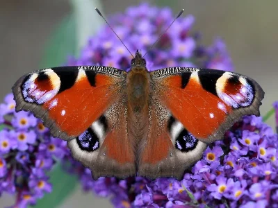 Aglais io