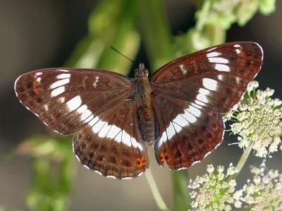 Limenitis camilla