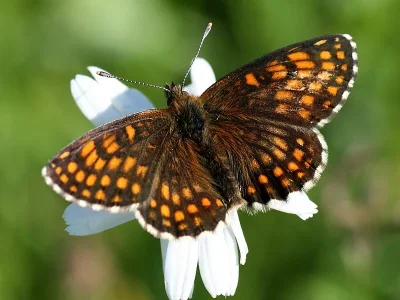 Melitaea (Mellicta) athalia
