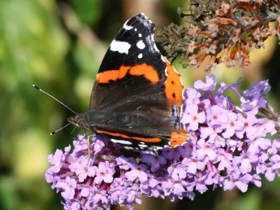 Vanessa atalanta