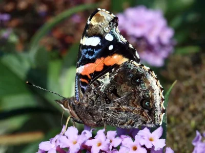 Vanessa atalanta