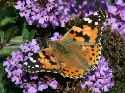 Vanessa cardui