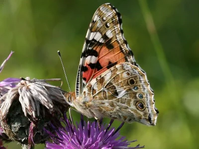 Vanessa cardui