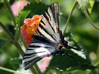 Iphiclides podalirius