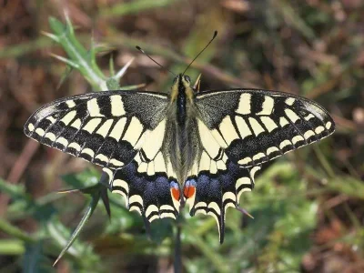 Papilio (Papilio) machaon