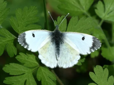 Anthocharis (Anthocharis) cardamines