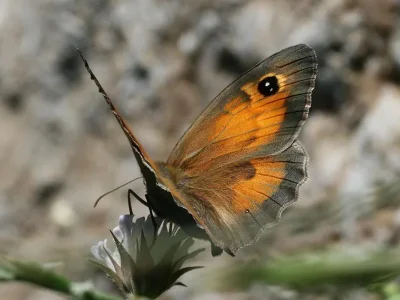 Maniola telmessia
