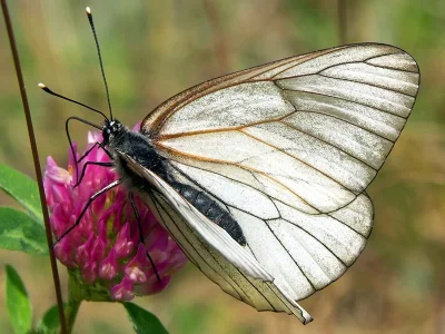 Aporia crataegi